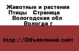 Животные и растения Птицы - Страница 2 . Вологодская обл.,Вологда г.